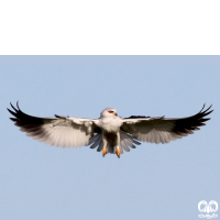 گونه کورکور بال سیاه Black-winged Kite